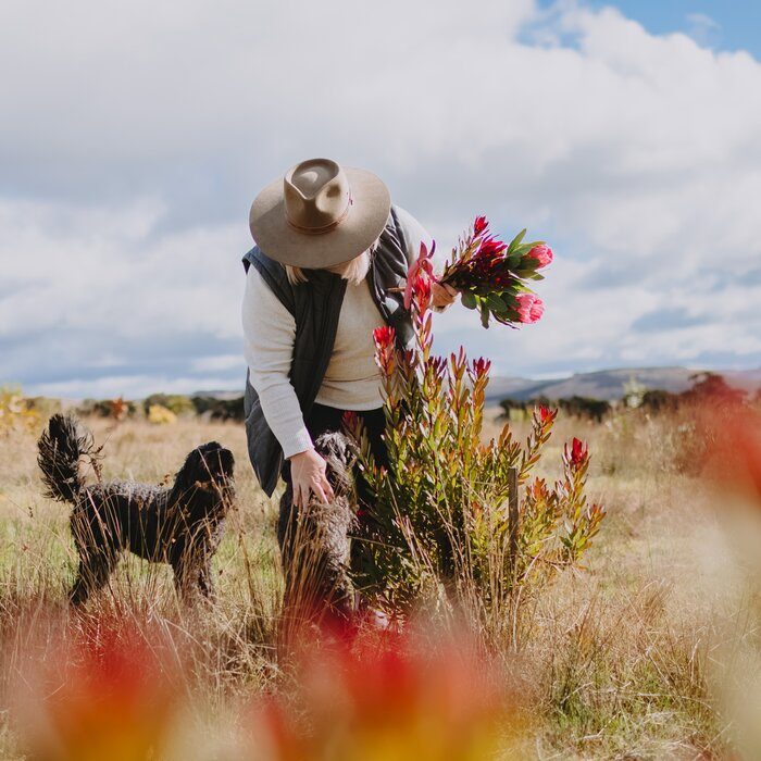 Nikki picking proteas on the farm with her dogs